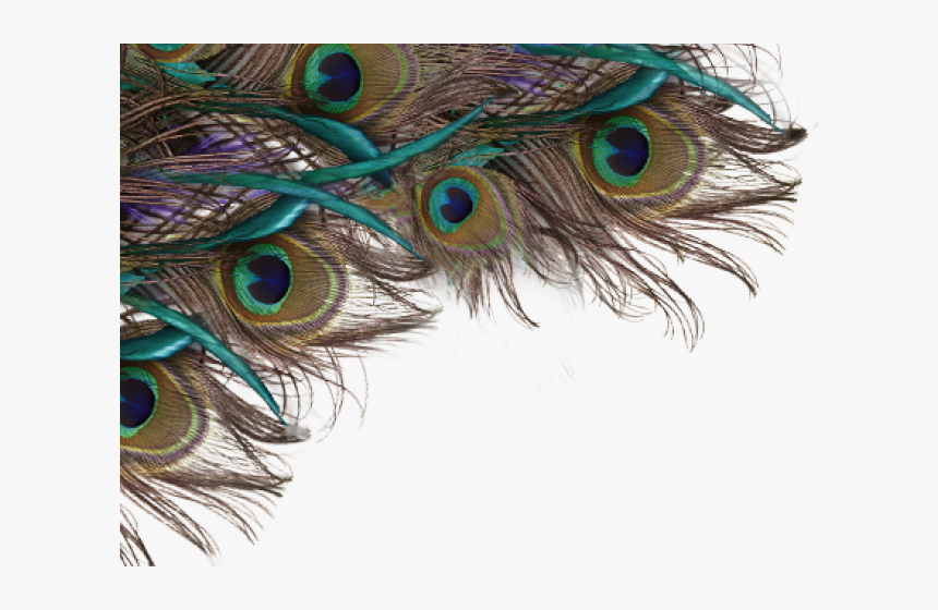 Peacock Clipart Png Format - Transparent Background Peacock Feather, Png Download, Free Download