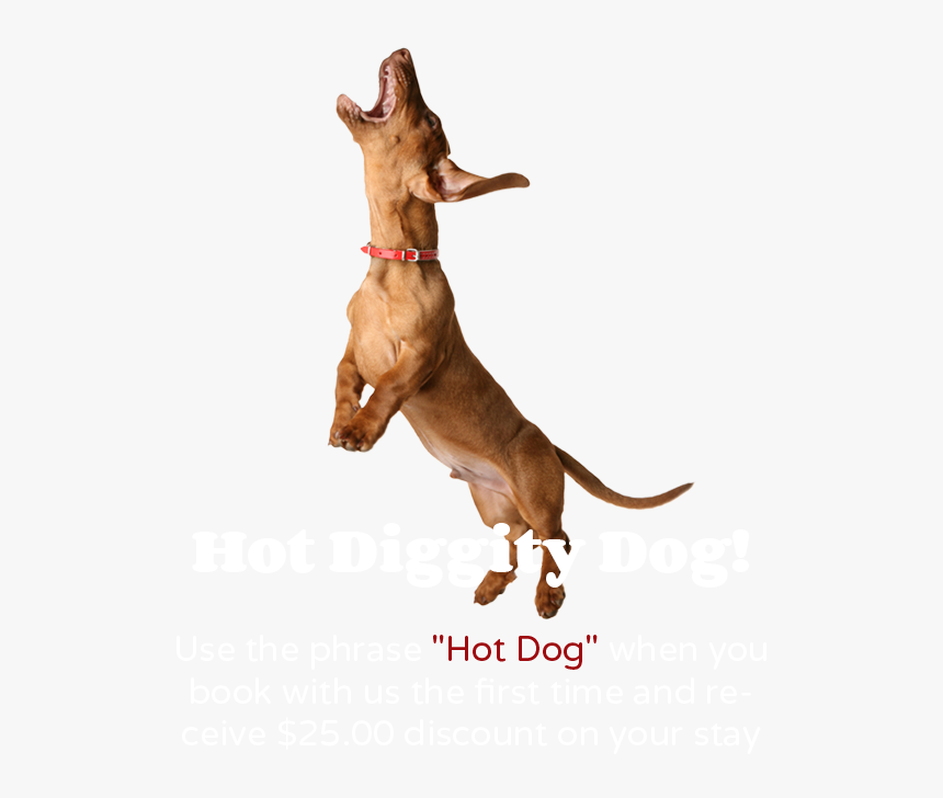 Dog Catches Something, HD Png Download, Free Download