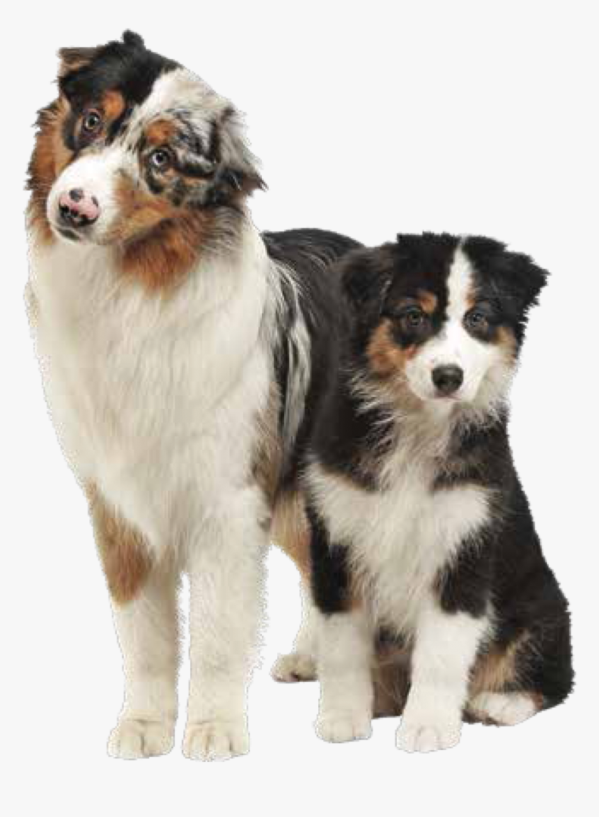Australian Shepherd Bernese Mountain Dog, HD Png Download, Free Download