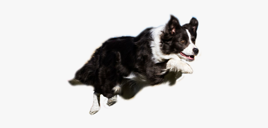 Transparent Dog Jumping Png, Png Download, Free Download