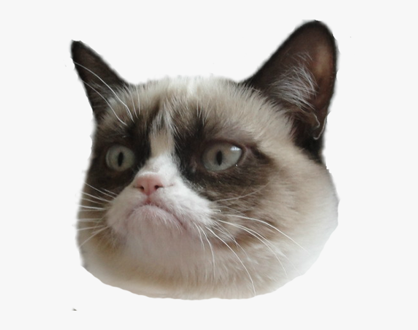 Transparent Funny Faces Png - Grumpy Cat Face Transparent, Png Download, Free Download