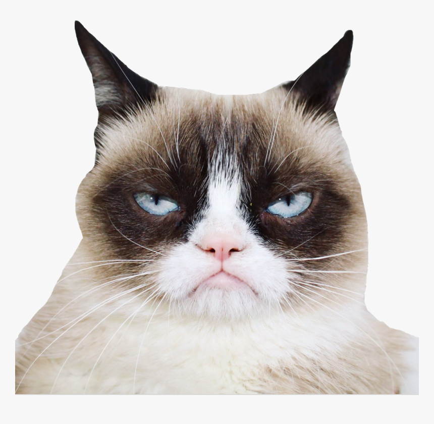 Official Grumpy Cat - Grumpy Cat, HD Png Download, Free Download