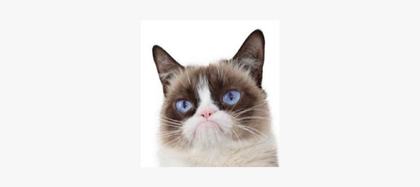 Grumpy Cat Dead Aged - Snowshoe, HD Png Download, Free Download