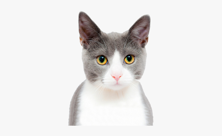 Cat Play And Toys Kitten Dog Pet - Cat Face Transparent Background, HD Png Download, Free Download