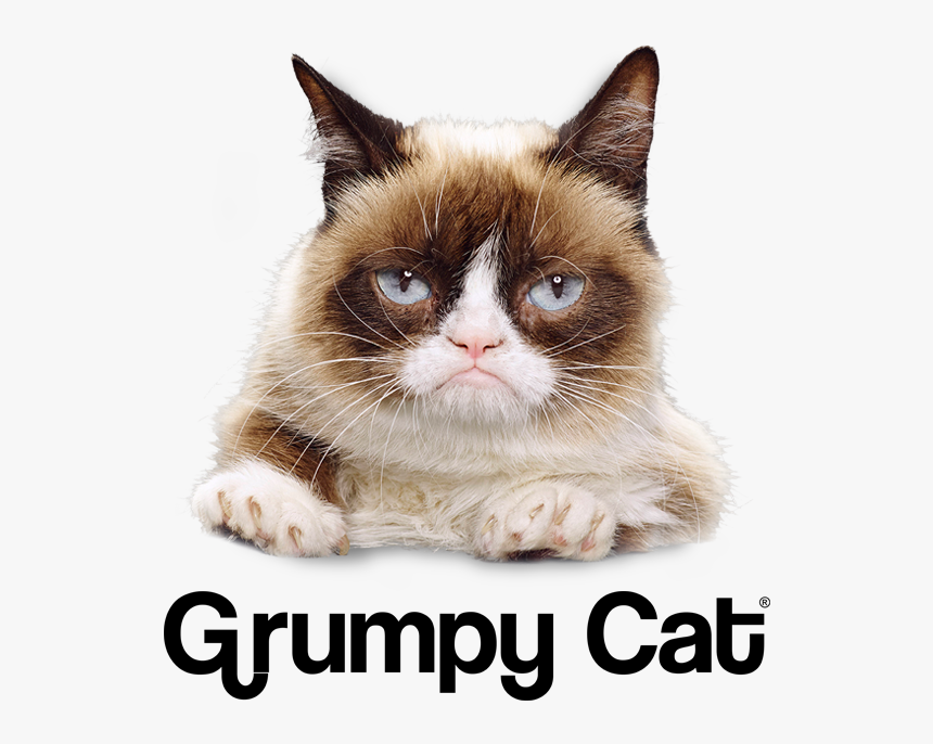 Clip Art Grumpy Cat Png - Grumpy Cat Lottery Tickets, Transparent Png, Free Download