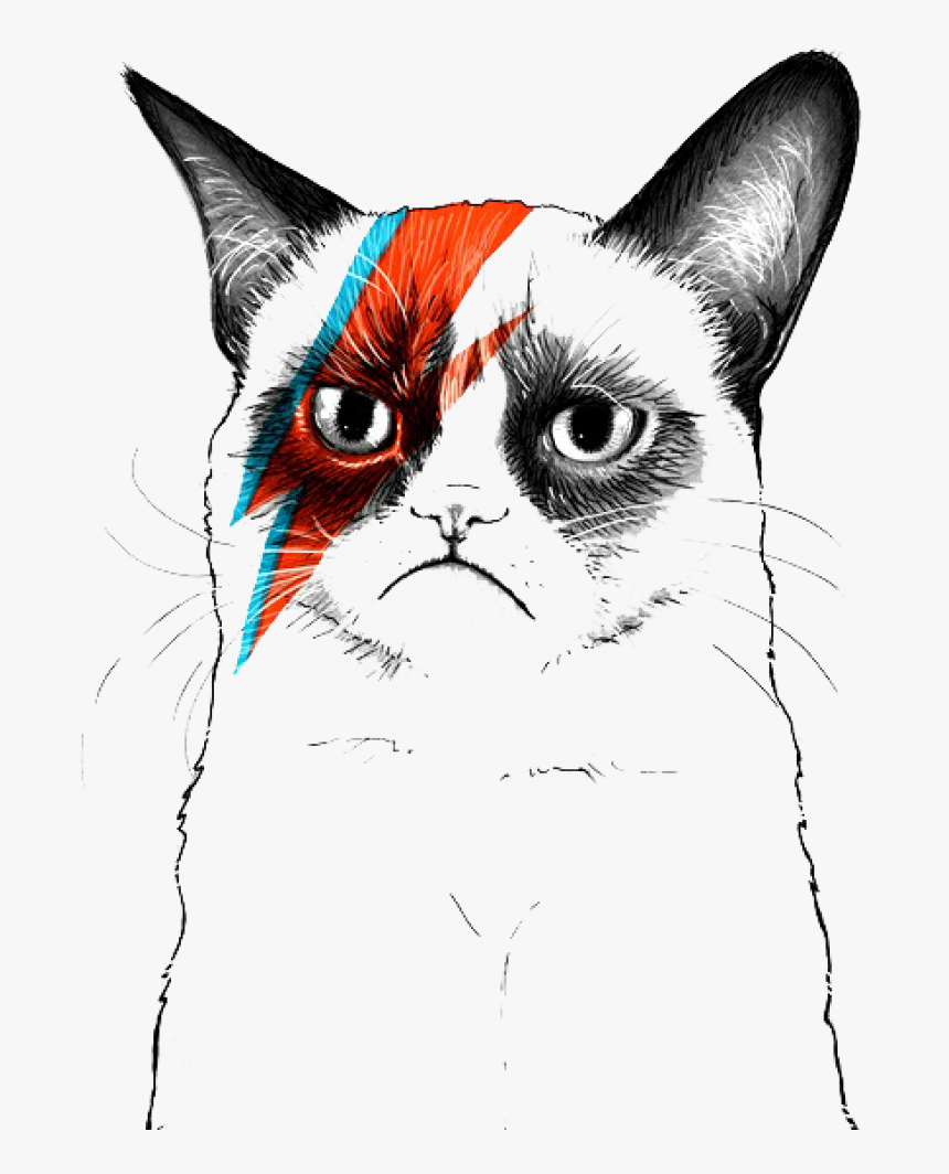 Grumpy Cat Musician Artist - Pays Tribute Grumpy Cat Tribute, HD Png Download, Free Download