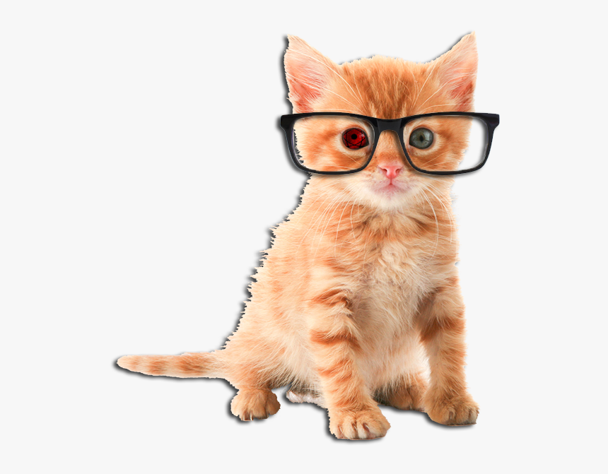 Hd Rare Orange Cat - Cute Cat Transparent Background, HD Png Download, Free Download