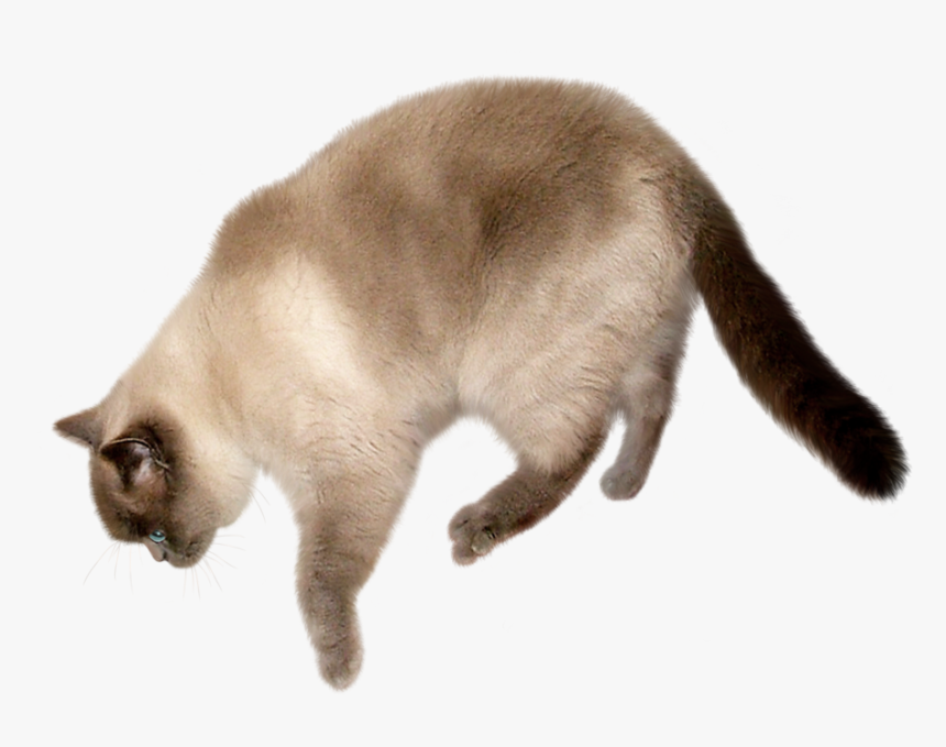 Download Cat Png Transparent Image - Cat With Transparent Background, Png Download, Free Download