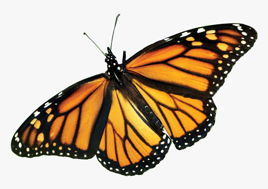 Monarch Butterfly Image Png - Monarch Butterfly Transparent, Png Download, Free Download