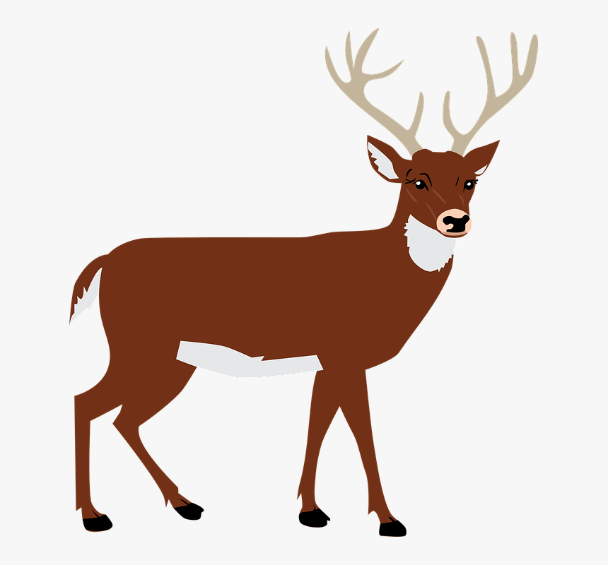 Hart, Antlers, Forest, Animal, Vector - Deer Png Clipart, Transparent Png, Free Download