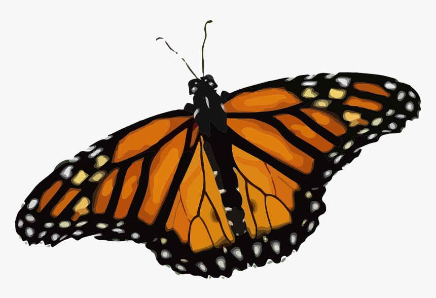 Monarch Butterfly Png, Transparent Png, Free Download