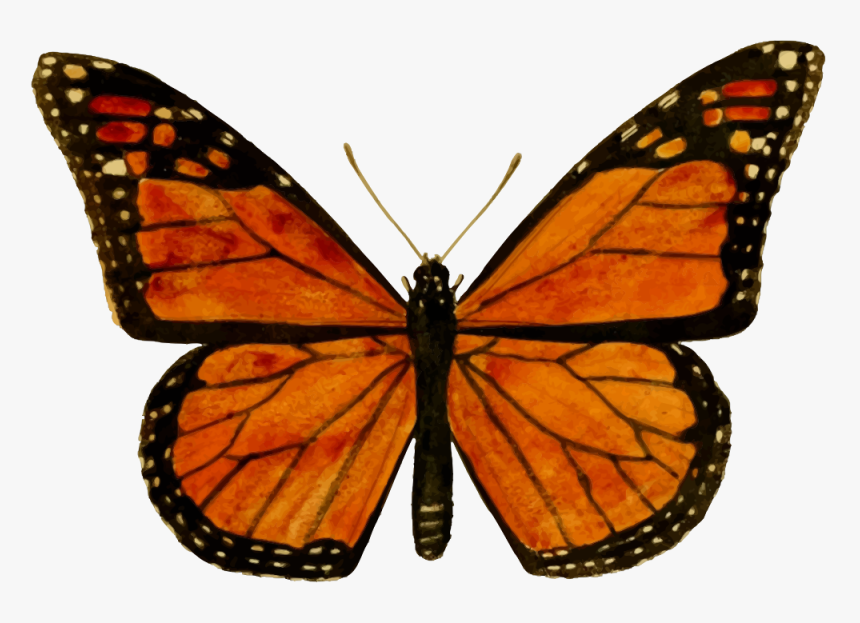 Monarchs Butterflies, HD Png Download, Free Download