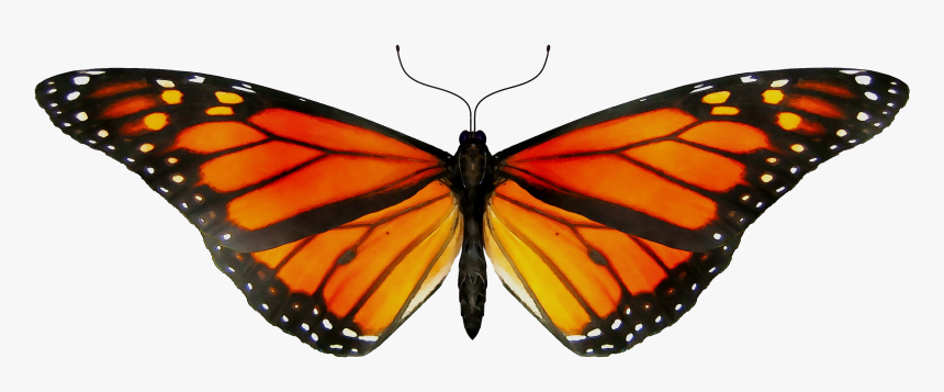 Monarch Butterfly Gif Clip Art Insect - Transparent Monarch Butterfly Gif, HD Png Download, Free Download