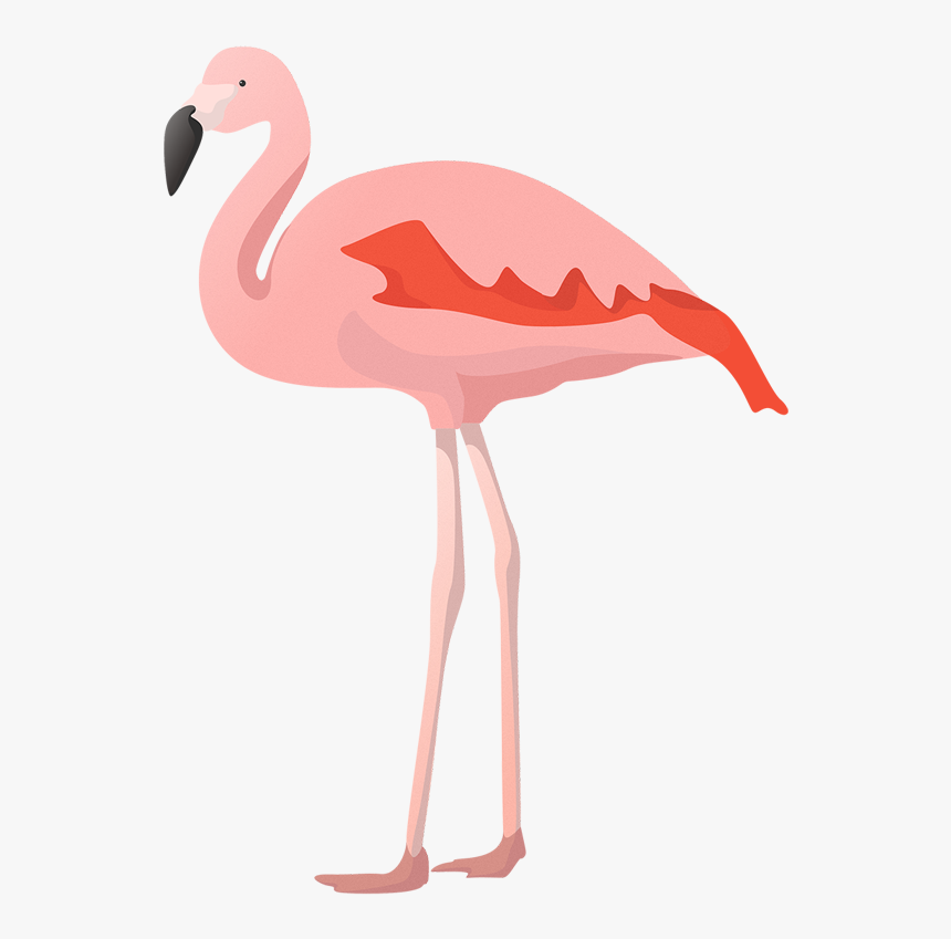 Greater Flamingo, HD Png Download, Free Download