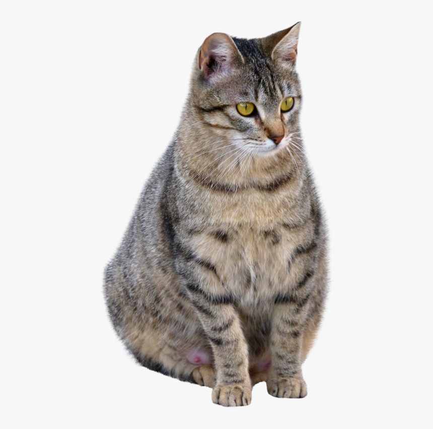 Cat Png Transparent Image - Full Hd Cat Png, Png Download, Free Download