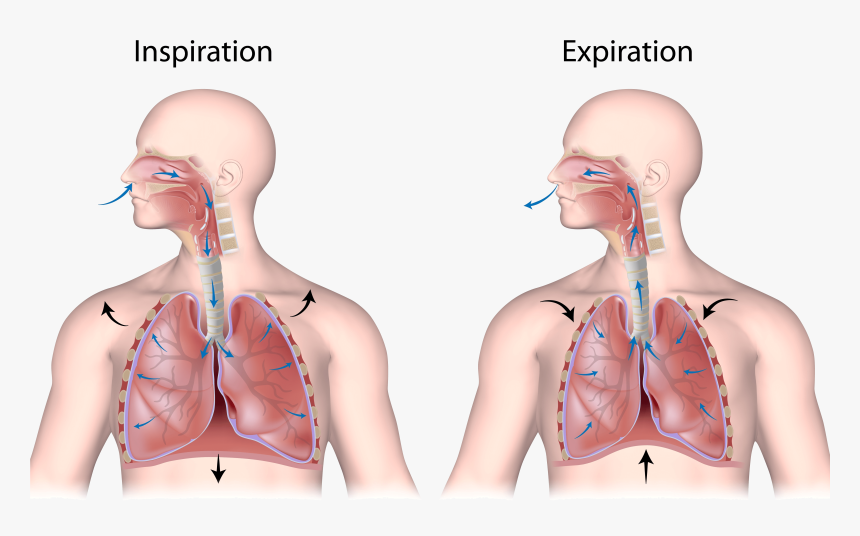 Human Respiratory System Unlabeled - Nose And Mouth Breathing, HD Png Download, Free Download
