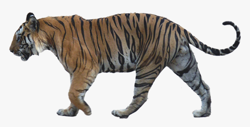 Walking Tiger Png Image Background - Wolf And Lion Size Comparison, Transparent Png, Free Download