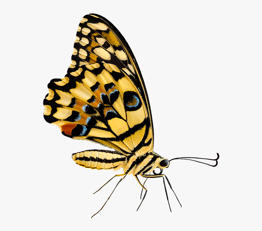 Cartoon Monarch Butterfly 26, Buy Clip Art - Insect Png, Transparent Png, Free Download