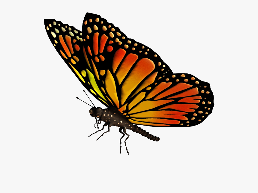 Monarch Butterfly Drawing Clip Art - Monarch Butterfly Transparent Background, HD Png Download, Free Download