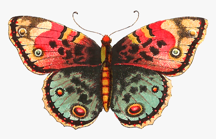 Transparent Butterfly Png - Vintage Butterflies Png, Png Download, Free Download