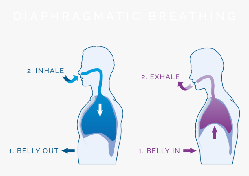 Diaphragmatic Breathing Diagram, HD Png Download kindpng