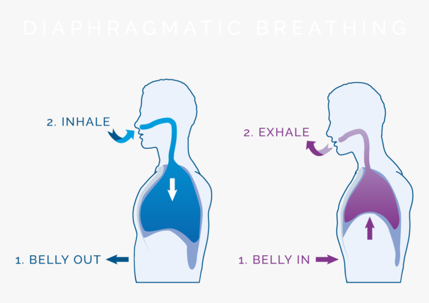 Diaphragmatic Breathing Diagram, HD Png Download, Free Download