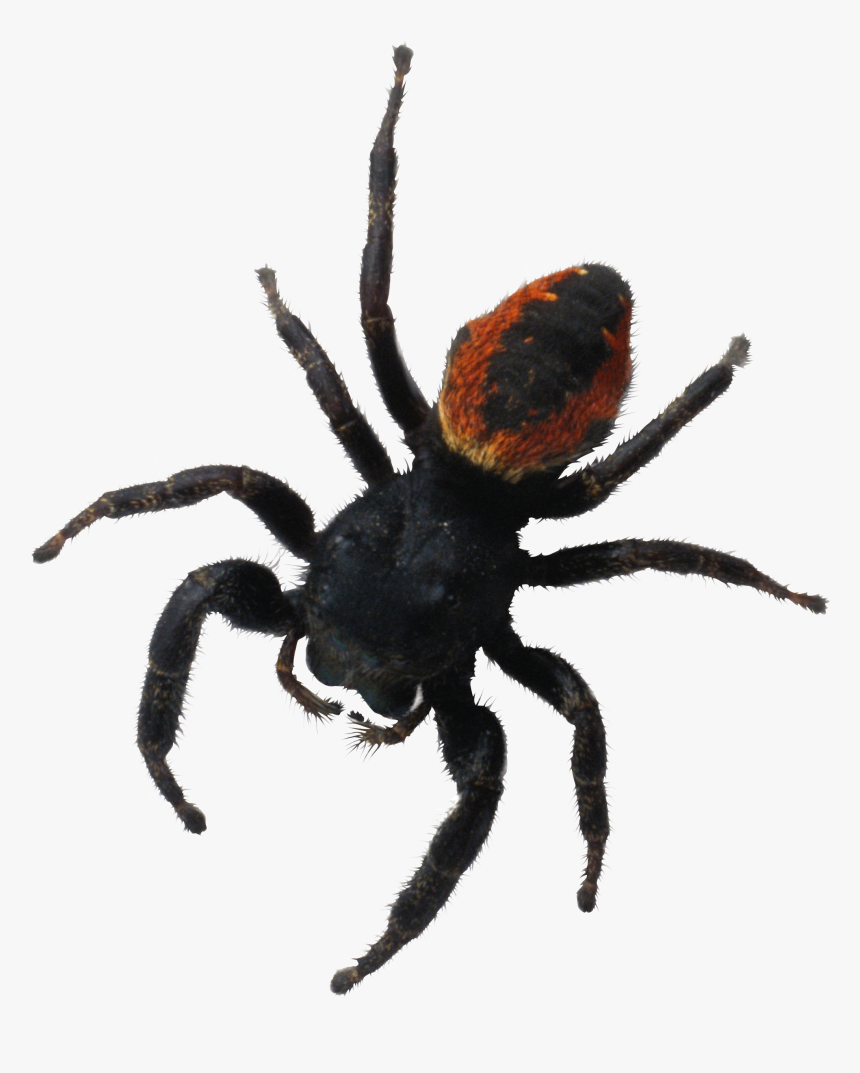 Spider Png Image - Паук Пнг, Transparent Png, Free Download