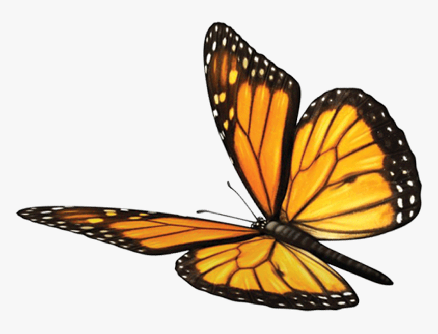 Butterfly Fawn Mind Soul Spirituality Monarch Sundara - Monarch Butterfly Transparent Background, HD Png Download, Free Download