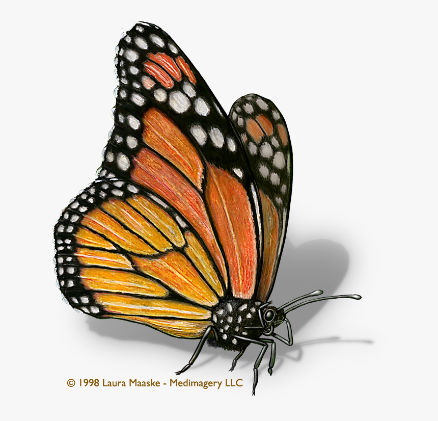 Scientific Illustration - Drawing Of A Monarch Butterfly, HD Png Download, Free Download