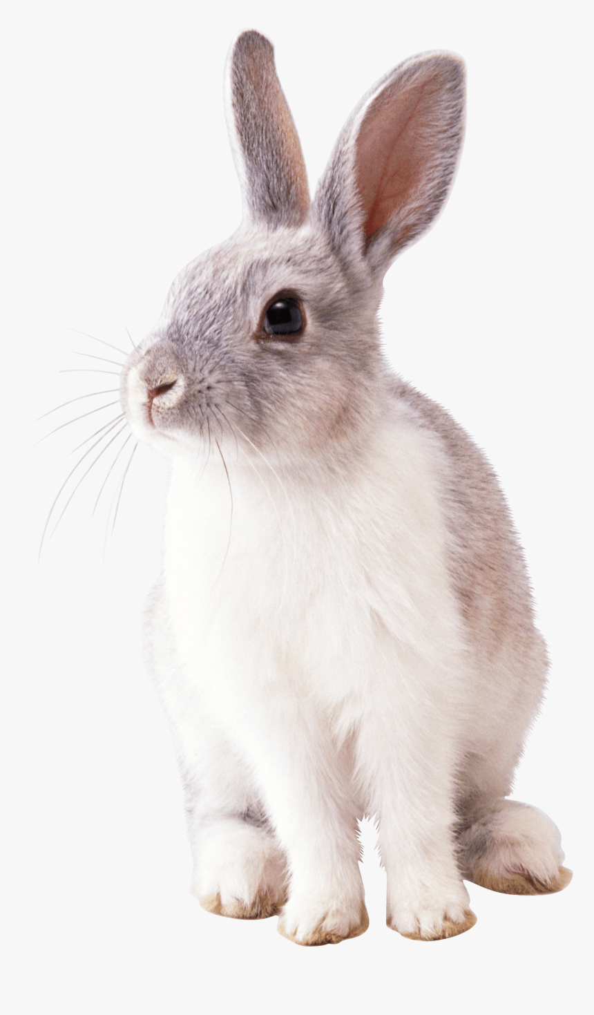 Bunny Rabbit Png - Rabbit Png, Transparent Png, Free Download