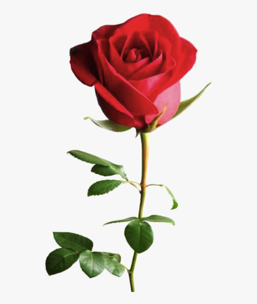 Read Rose Good Night , Png Download - ดอก กุหลาบ สี แดง วาเลนไทน์, Transparent Png, Free Download