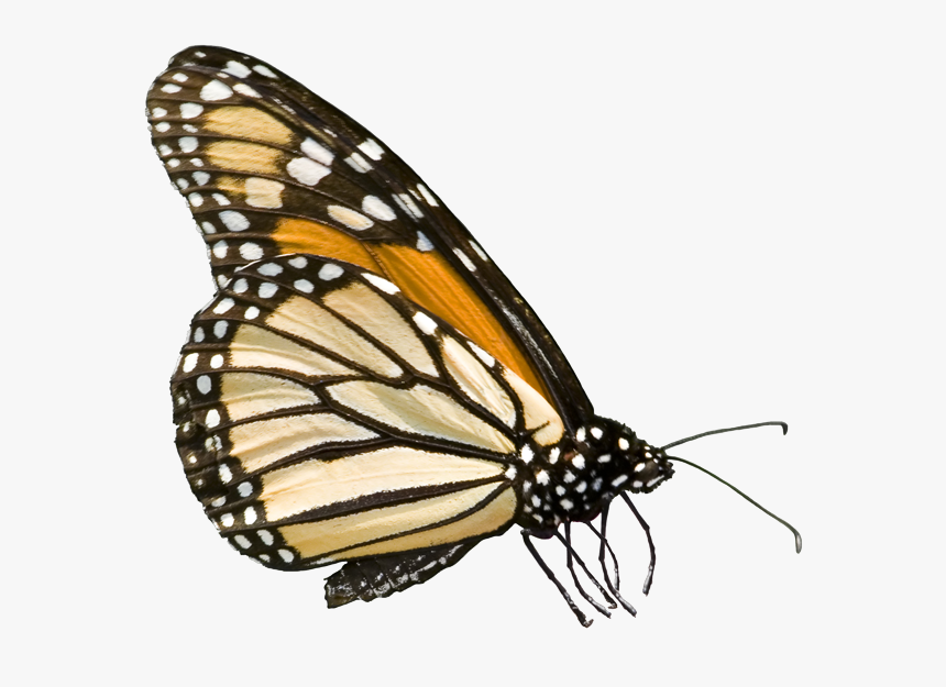 Transparent Monarch Png - Butterfly Png Royalty Free, Png Download, Free Download