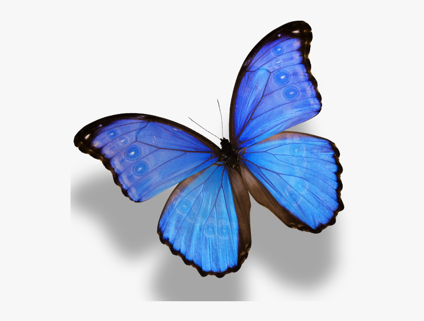 Monarch Butterfly Morpho Menelaus Morpho Amathonte - Black With Blue Monarch Butterfly, HD Png Download, Free Download