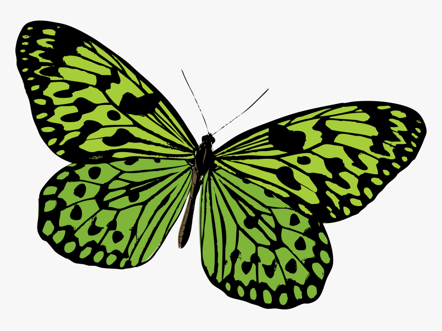 Monarch Butterfly Pieridae Moth - Green Butterfly Vector Png, Transparent Png, Free Download