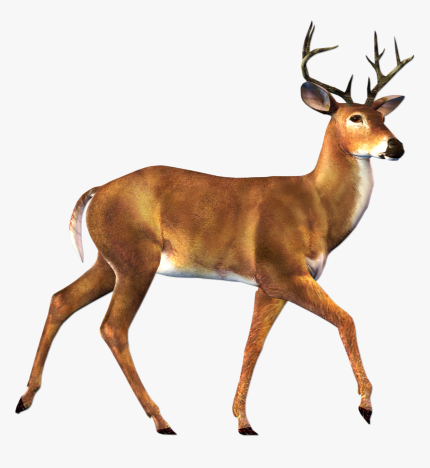 Deer Transparent Background, HD Png Download, Free Download