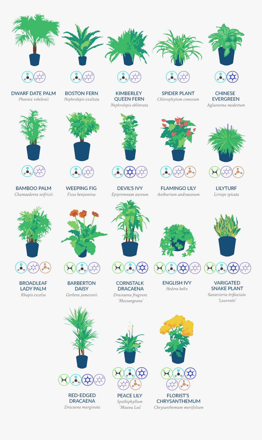 Nasa Indoor Plant List, HD Png Download, Free Download