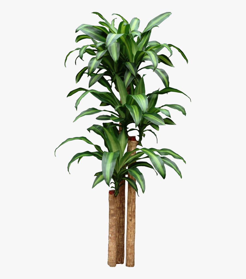 Clip Art Cornstalk Dracaena - Indoor Corn Plant Size, HD Png Download, Free Download