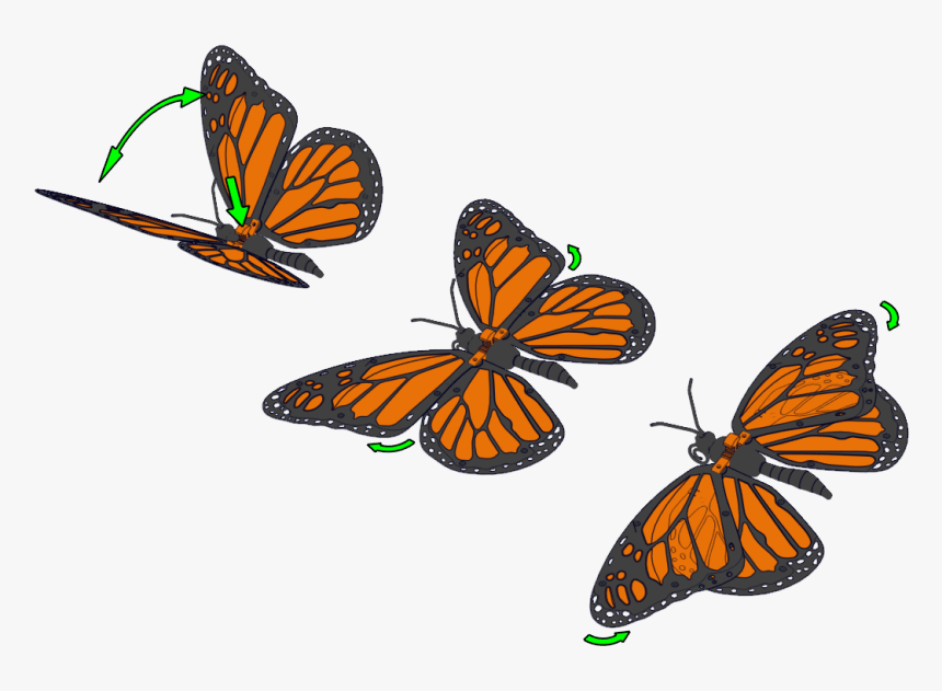 Image - Monarch Butterfly, HD Png Download, Free Download