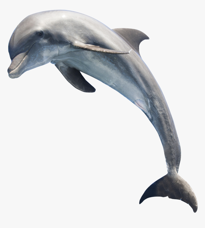 Dolphin Png Transparent Images - Transparent Dolphin Png, Png Download, Free Download