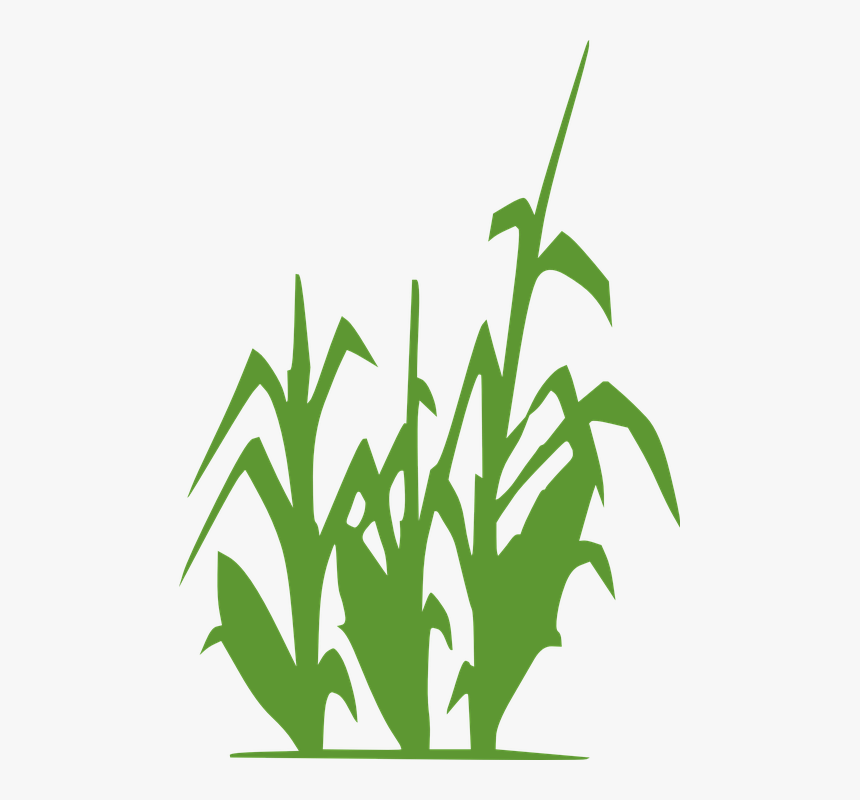 Planta Maiz Png - Corn Silhouette, Transparent Png, Free Download