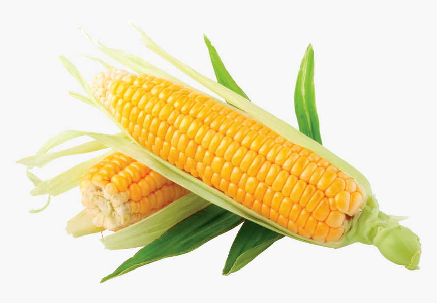 Corn Png, Transparent Png, Free Download