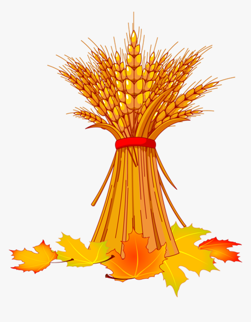 Transparent Fall Festival Clipart - Fall Corn Stalk Clipart, HD Png Download, Free Download