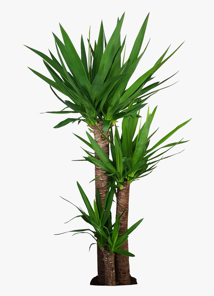 Corn Stalk Dracaena Silk Plant , Png Download - Houseplant, Transparent Png, Free Download