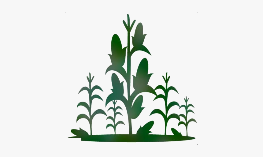 Corn Stalk Png Transparent Images - Corn Stalk Clipart, Png Download, Free Download