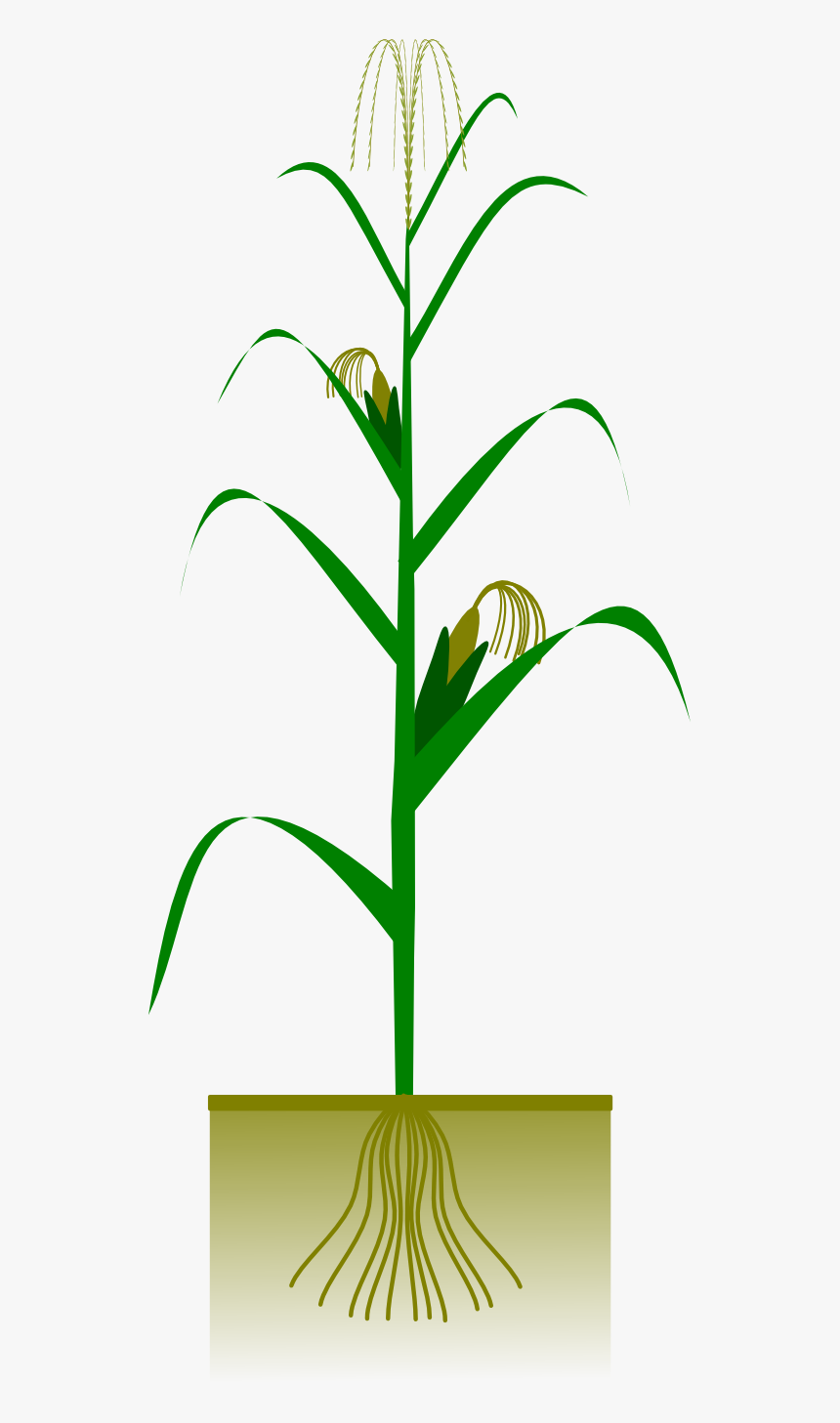 Corn On The Cob Png Images Clipart Maize- - Maize Plant Clip Art, Transparent Png, Free Download