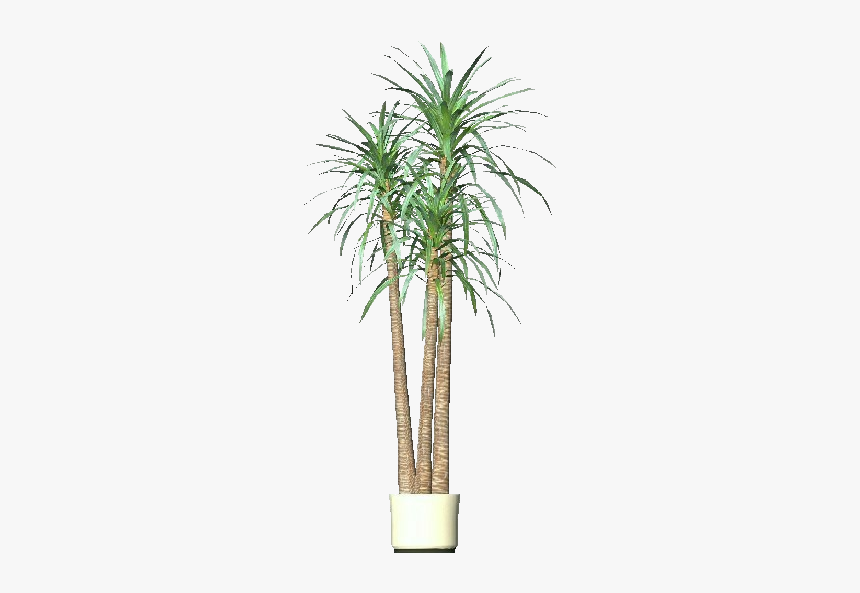 3d Flowers - Dracena - Acca Software - Desert Palm, HD Png Download, Free Download