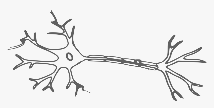 Neuron Clipart, HD Png Download, Free Download