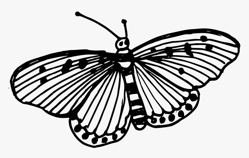 Transparent Butterflies Png Transparent - Drawn Butterfly Png, Png Download, Free Download
