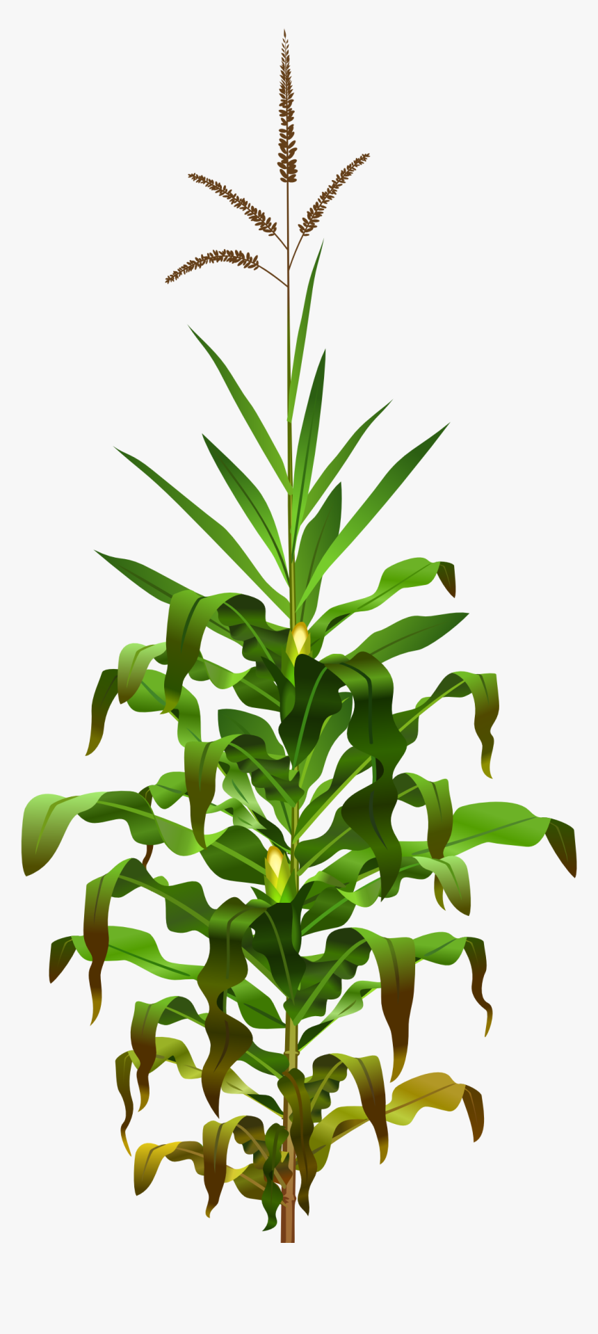 Vegetation Drawing Field Wheat Transparent Png Clipart - Corn Plant Png, Png Download, Free Download