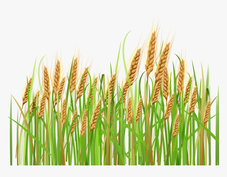 Cornfield Vector Corn Farm - Crops Clipart, HD Png Download, Free Download